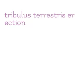 tribulus terrestris erection