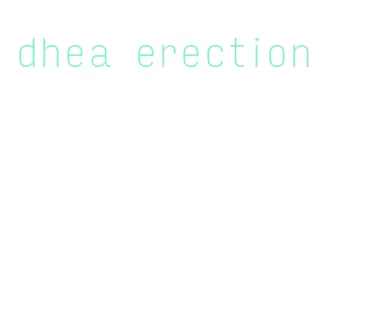 dhea erection